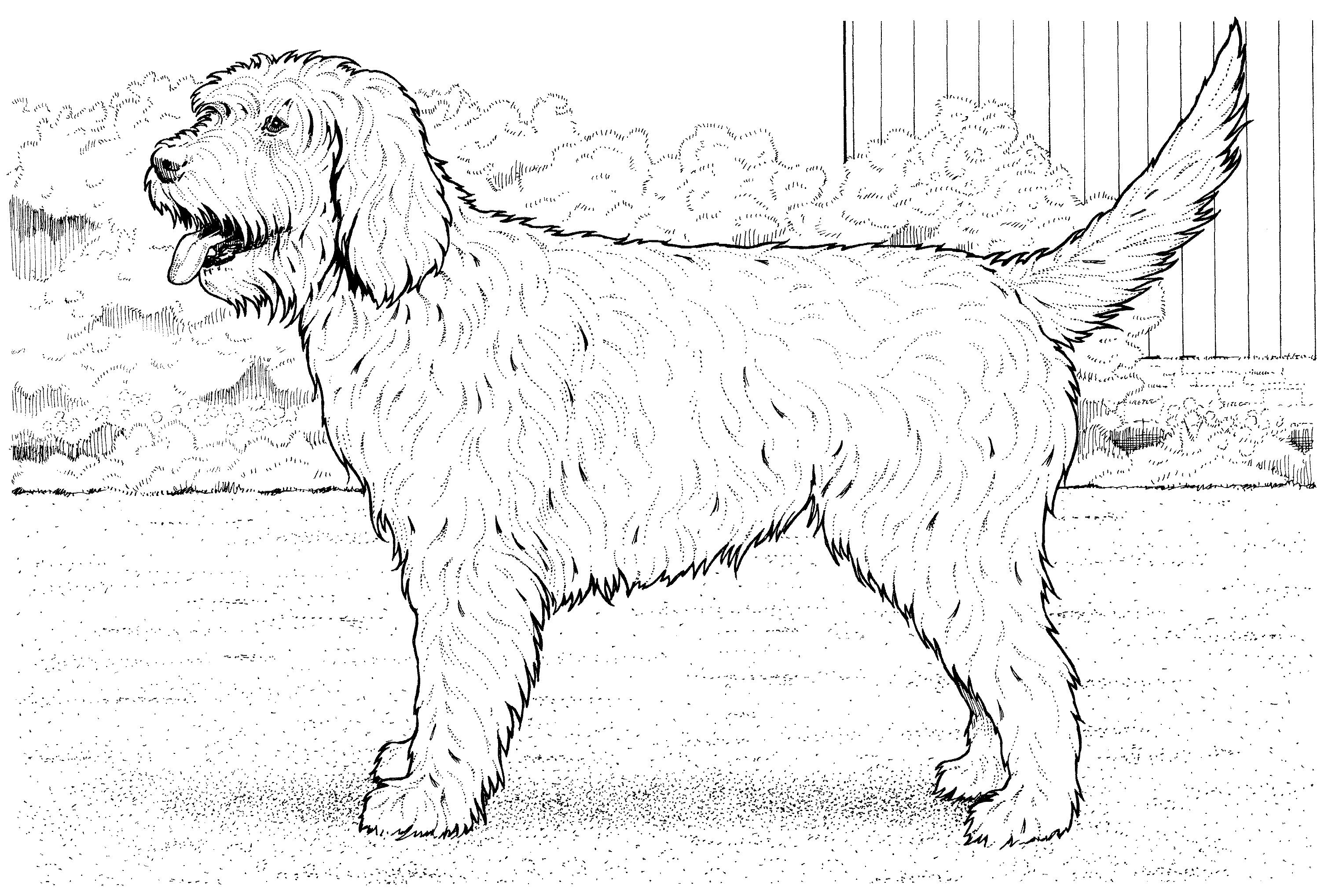 Раскраска Собака южнорусская овчарка
